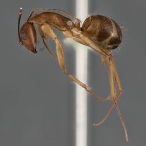 The Biodiversity Of Singapore Camponotus Tanaemyrmex Sp 48 SKY