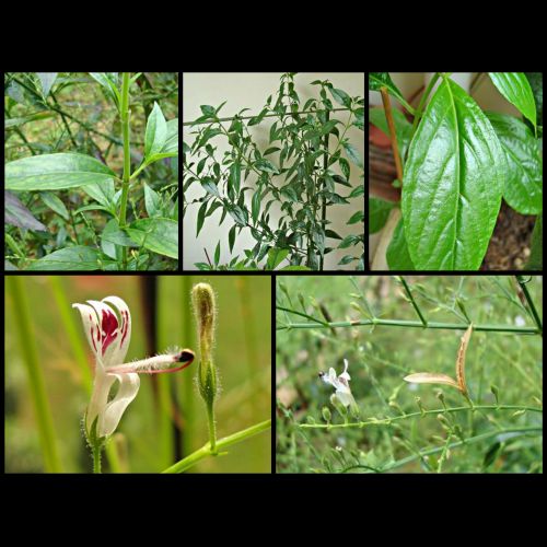 Anti Cancer Properties Uncovered In Plants