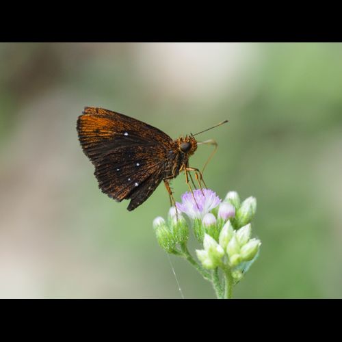 The Biodiversity Of Singapore Iambrix Stellifer