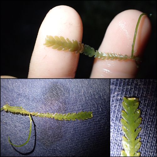 caulerpa mexicana