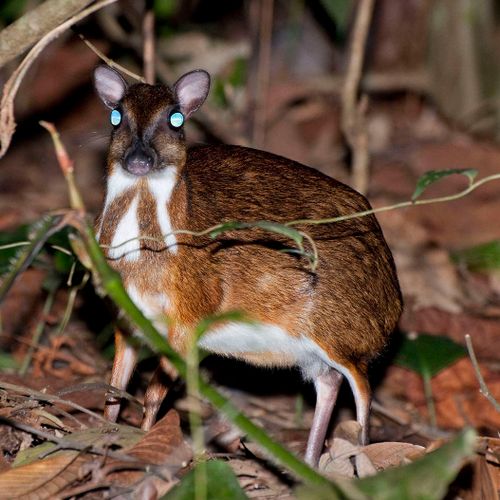 lesser mouse deer