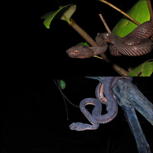 Singapore- Cryptelytrops purpureomaculatus