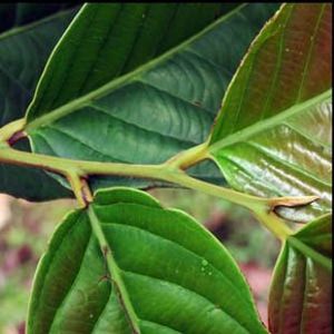 The Biodiversity of Singapore- Endiandra longipedicellata