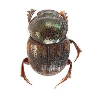 The Biodiversity of Singapore- Onthophagus phanaeides