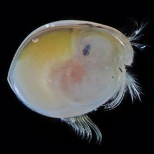 The Biodiversity of Singapore- Ostracod sp. 6