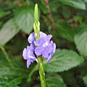 The Biodiversity of Singapore- Stachytarpheta jamaicensis