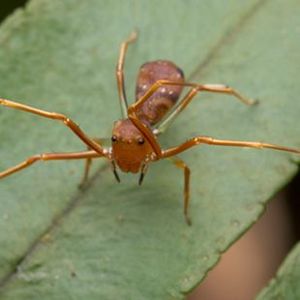 The Biodiversity of Singapore- Amyciaea lineatipes