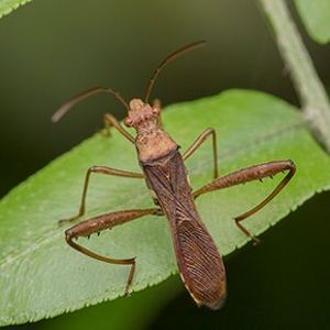 The Biodiversity of Singapore- Riptortus pedestris