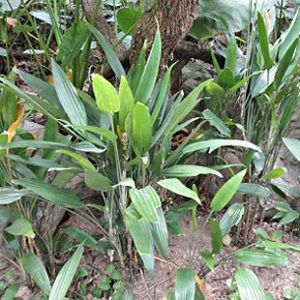 The Biodiversity of Singapore- Dracaena aubryana