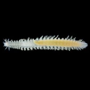 The Biodiversity of Singapore- Phyllodocidae sp. OTC-0275