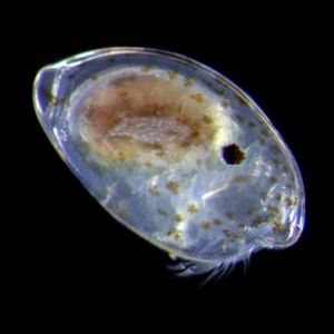 The Biodiversity of Singapore- Ostracod sp. 3