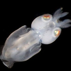 The Biodiversity of Singapore- Squid sp.