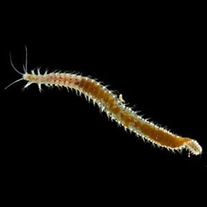 The Biodiversity of Singapore- Onuphidae sp. SEA-7021