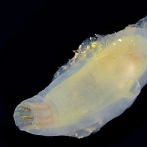 The Biodiversity of Singapore- Solitary ascidian sp. 7