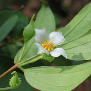 The Biodiversity of Singapore- Pternandra echinata