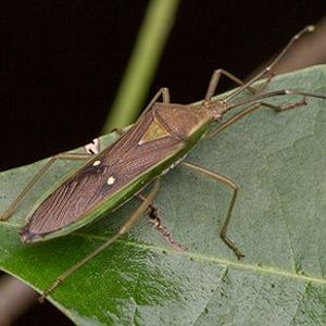 The Biodiversity of Singapore- Homoeocerus bipustulatus