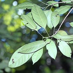 The Biodiversity of Singapore- Baccaurea macrocarpa