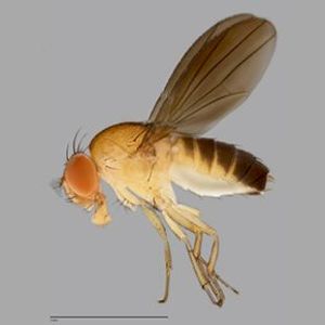 The Biodiversity Of Singapore- Scaptodrosophila Sp. Zrc Bdp0021765