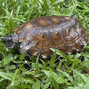 The Biodiversity of Singapore- Notochelys platynota