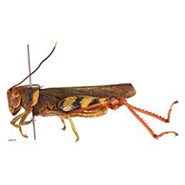 The Biodiversity of Singapore- Apalacris varicornis