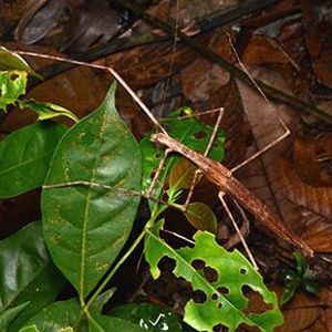 The Biodiversity of Singapore- Gargantuoidea triumphalis