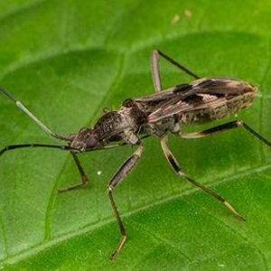 The Biodiversity of Singapore- Metochus schultheissi