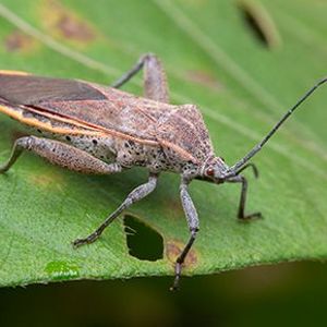 The Biodiversity of Singapore- Physomerus grossipes