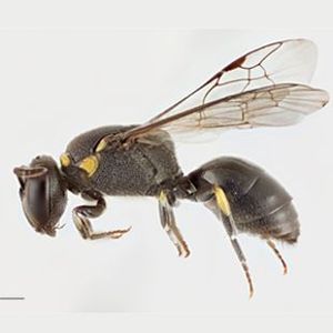 The Biodiversity of Singapore- Hylaeus (Nesoprosopis) aff ...