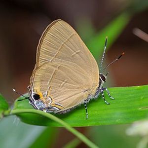 The Biodiversity of Singapore- Rapala dieneces dieneces