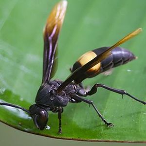 The Biodiversity of Singapore- Polistes sagittarius