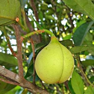 The Biodiversity of Singapore- Myristica fragrans