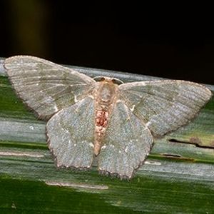 The Biodiversity of Singapore- Hemithea tritonaria