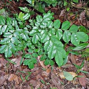 The Biodiversity of Singapore- Erythrophleum suaveolens