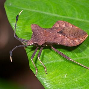 The Biodiversity of Singapore- Dalader planiventris