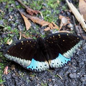 The Biodiversity of Singapore- Lexias dirtea merguia