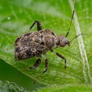 The Biodiversity of Singapore- Charagochilus longicornis