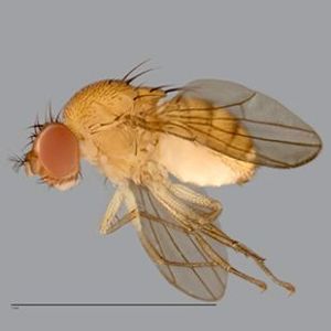 The Biodiversity of Singapore- Scaptodrosophila sp. ZRC_BDP0021413