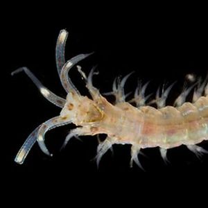 The Biodiversity of Singapore- Onuphidae sp. SEA-6839