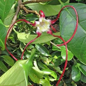 The Biodiversity of Singapore- Strophanthus caudatus