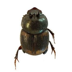 The Biodiversity of Singapore- Onthophagus proletarius