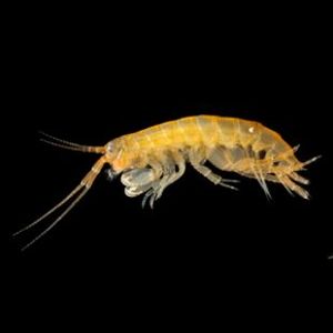 The Biodiversity of Singapore- Amphipoda sp. 29