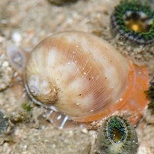 The Biodiversity of Singapore- Gastropoda sp.