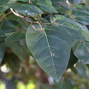 The Biodiversity of Singapore- Brownlowia argentata