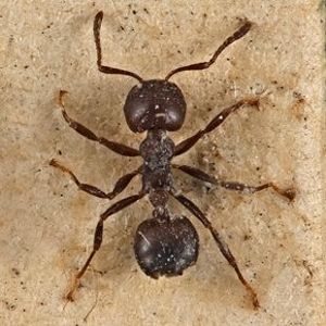 The Biodiversity of Singapore- Crematogaster anthracina