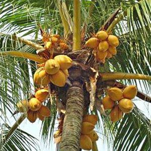 The Biodiversity of Singapore- Cocos nucifera