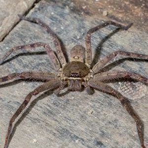 The Biodiversity of Singapore- Heteropoda venatoria