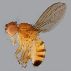 The Biodiversity of Singapore- Drosophila (Sophophora), melanogaster ...