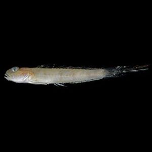 The Biodiversity of Singapore- Oxyurichthys papuensis