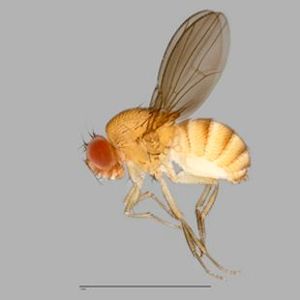 The Biodiversity of Singapore- Scaptodrosophila sp. ZRC_BDP0025713