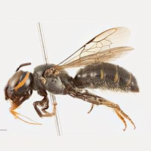 The Biodiversity of Singapore- Ceratina (Catoceratina) perforatrix